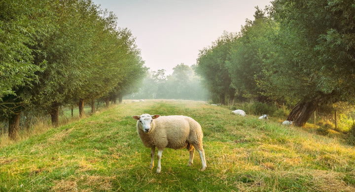 Why choosing organic wool?